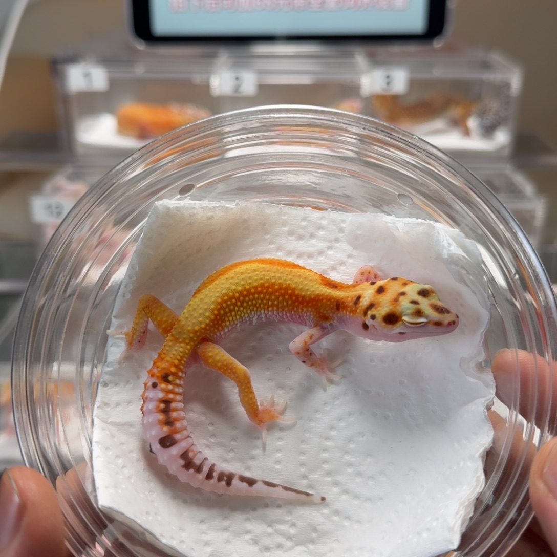 豹纹守宫白黄红直贝尓母温