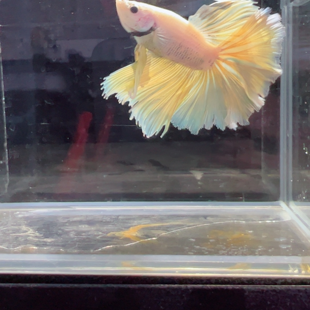 斗鱼浅色特殊尾hhhh