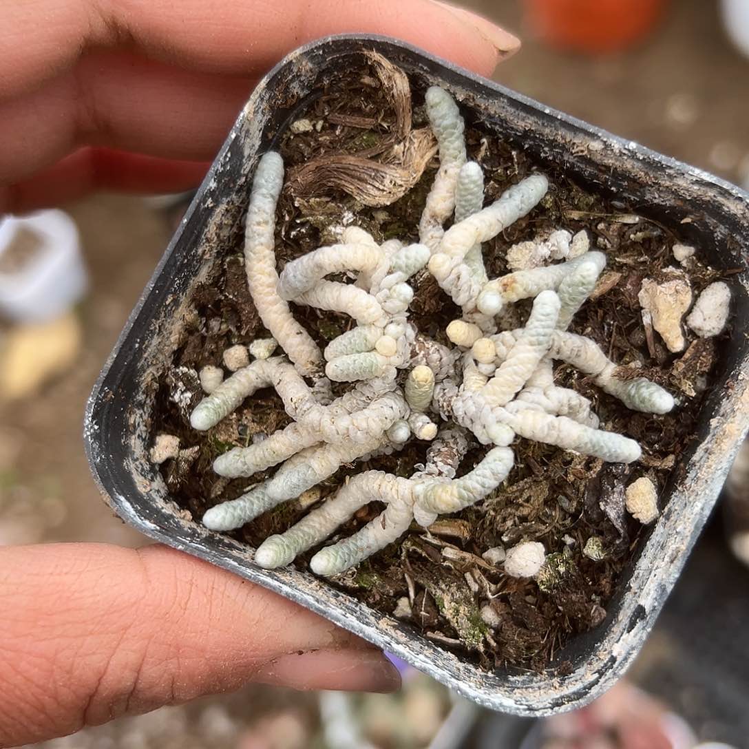 多肉植物银蚕开花