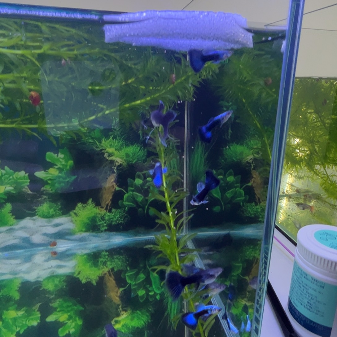 孔雀鱼蓝礼服大C两对