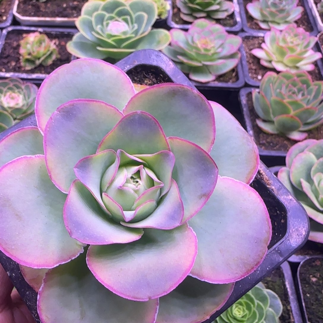 8.8厘米渐变紫色老庄玫瑰