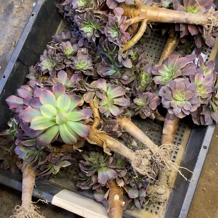 垂***翠11颗多肉断头不包1740