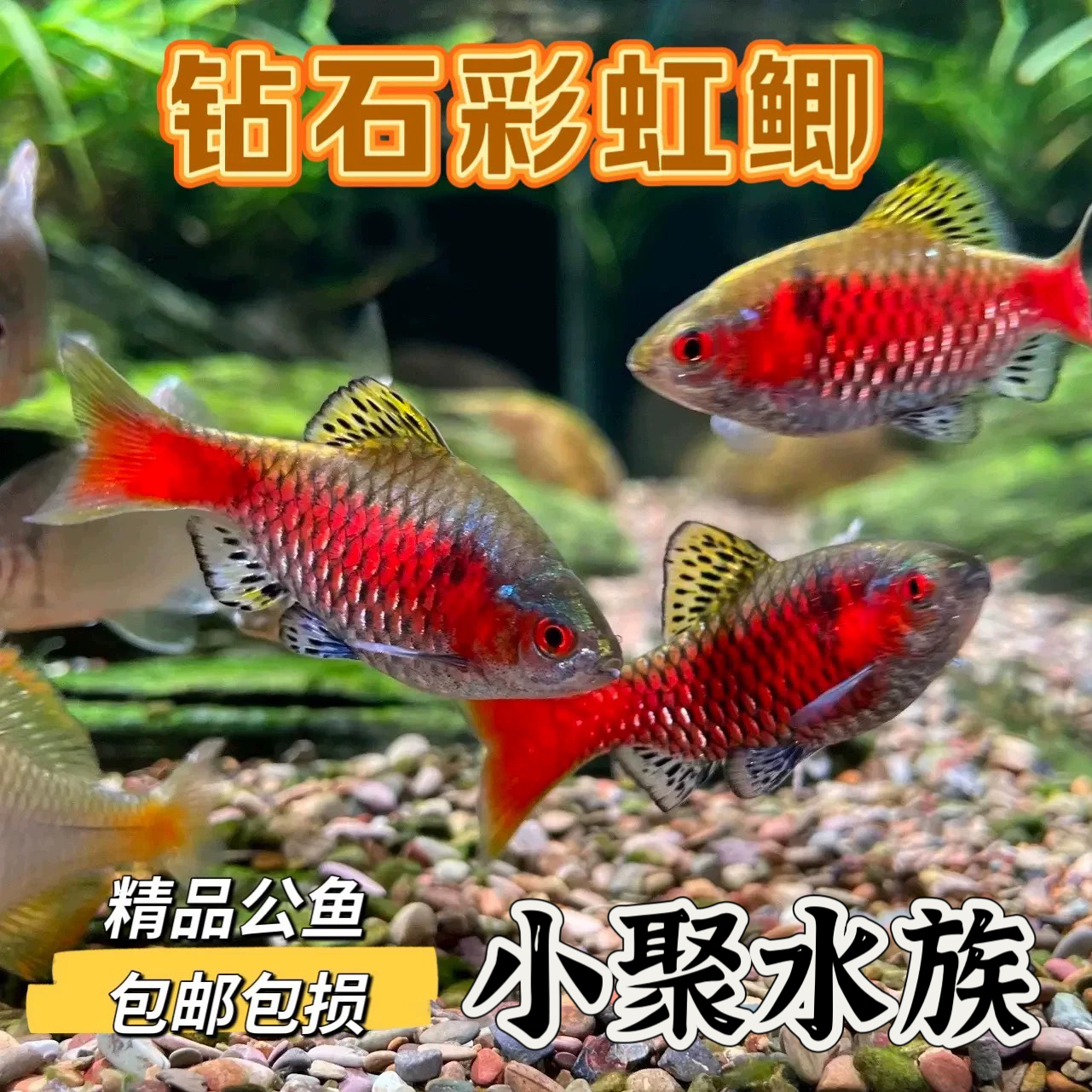 钻石彩虹鲫小型淡水观赏鱼耐寒原生无需加温易活群游