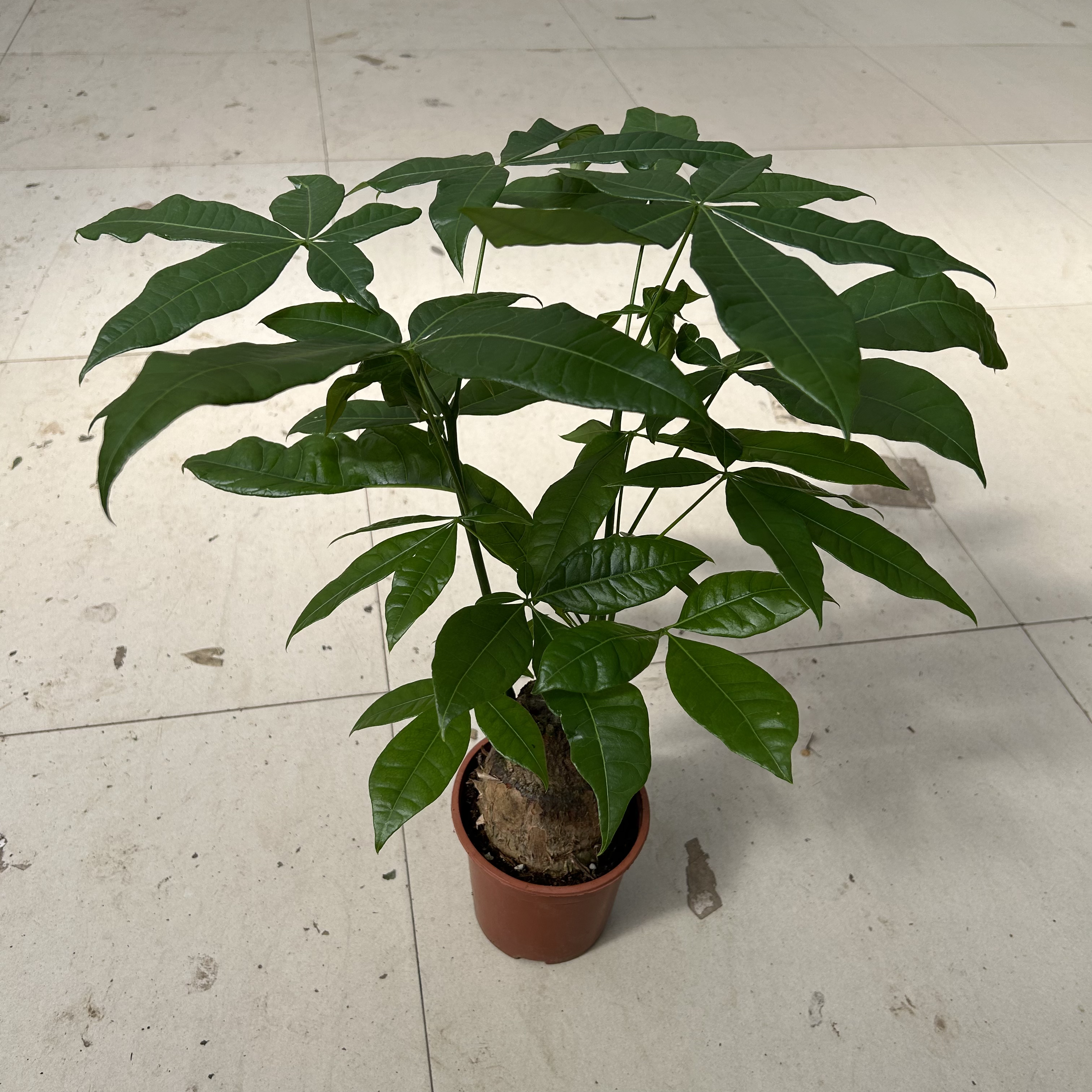 单杆发财树盆栽绿植