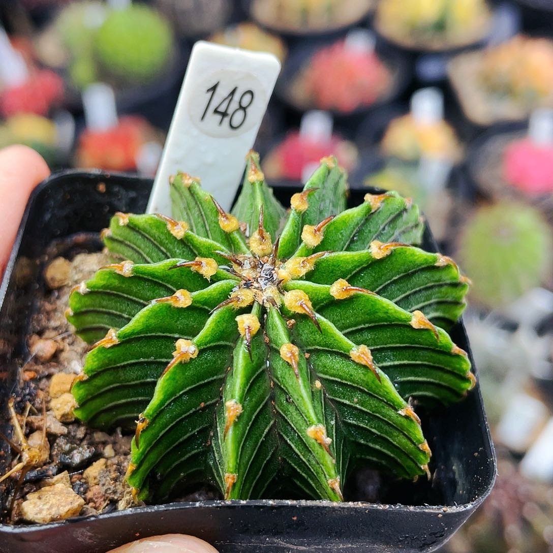 非偏远地区满25裸根发货仙人球