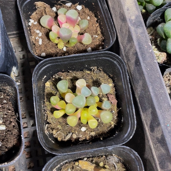 锦锦锦五十铃玉锦