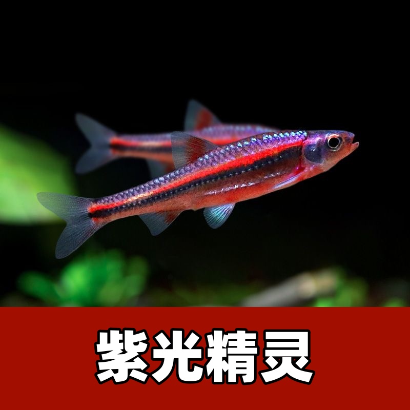 【渔扬水族】紫光精灵鱼观赏鱼