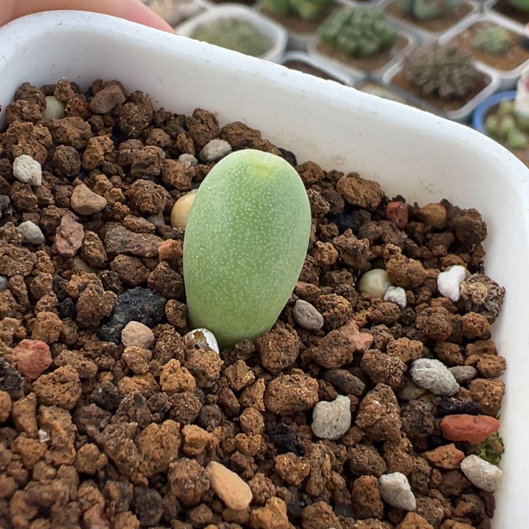 马奶葡萄多肉植物盆栽植物