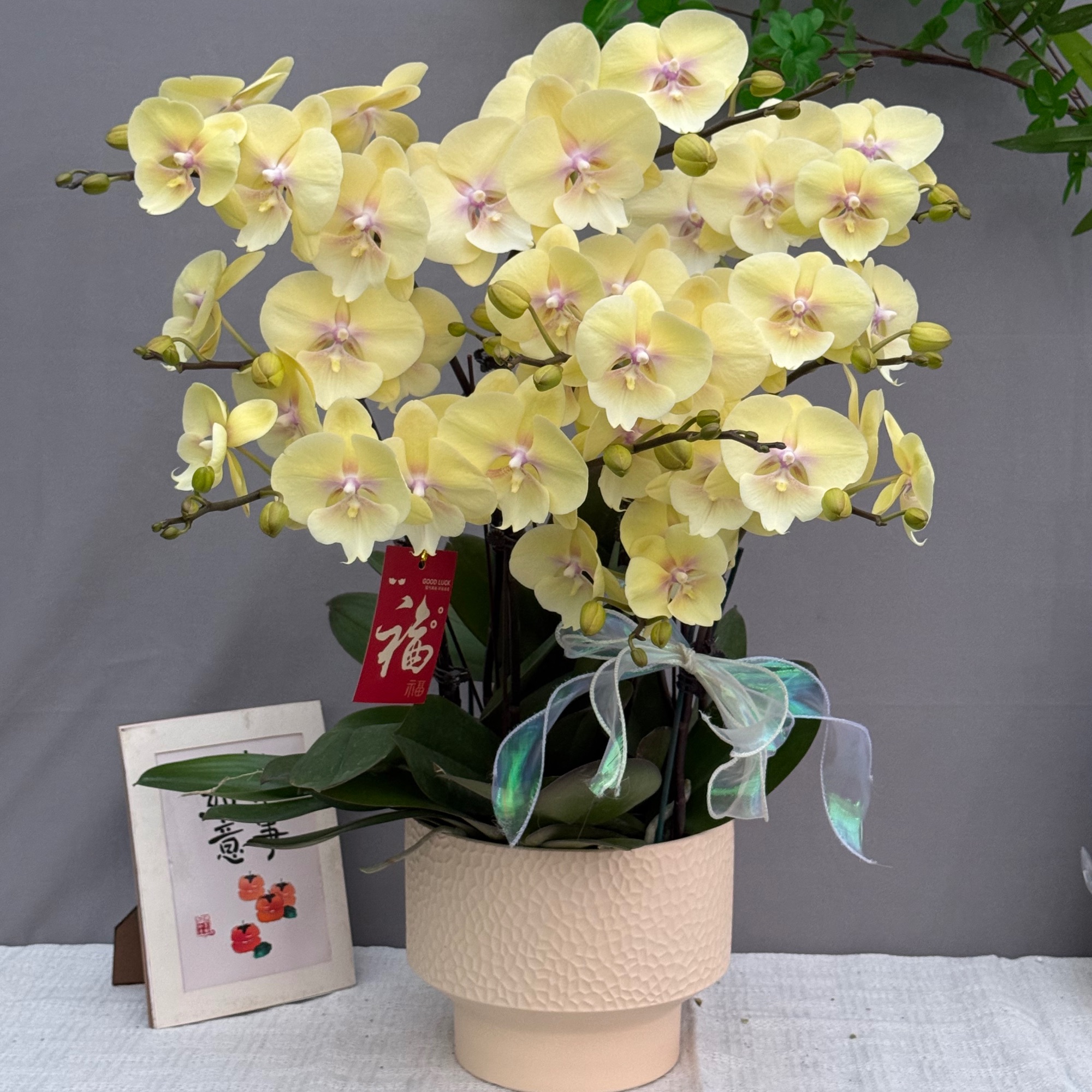 悦己《大吉大利-蝴蝶兰》 北欧风 好养花期长 年宵花 室内欣赏
