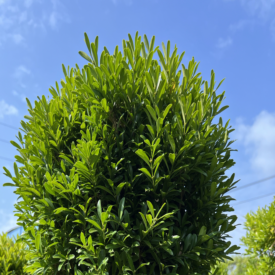小叶雀舌黄杨树，自家场地现挖现发。