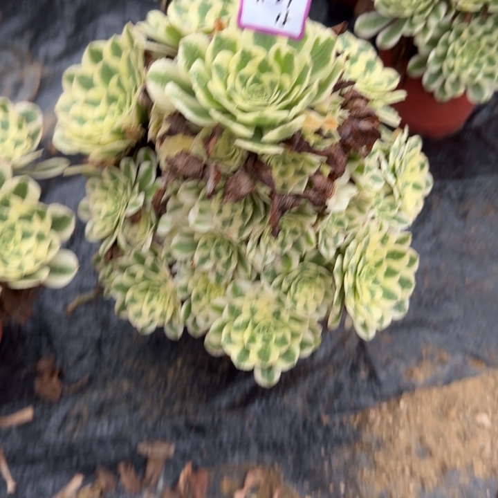 迈巴赫多肉植物15