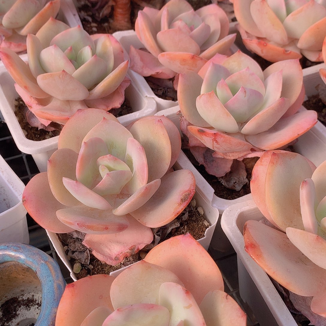 白凤老庄466788999999