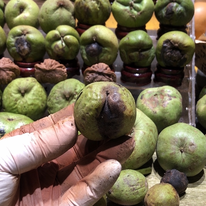 吊坠桃核核桃核桃