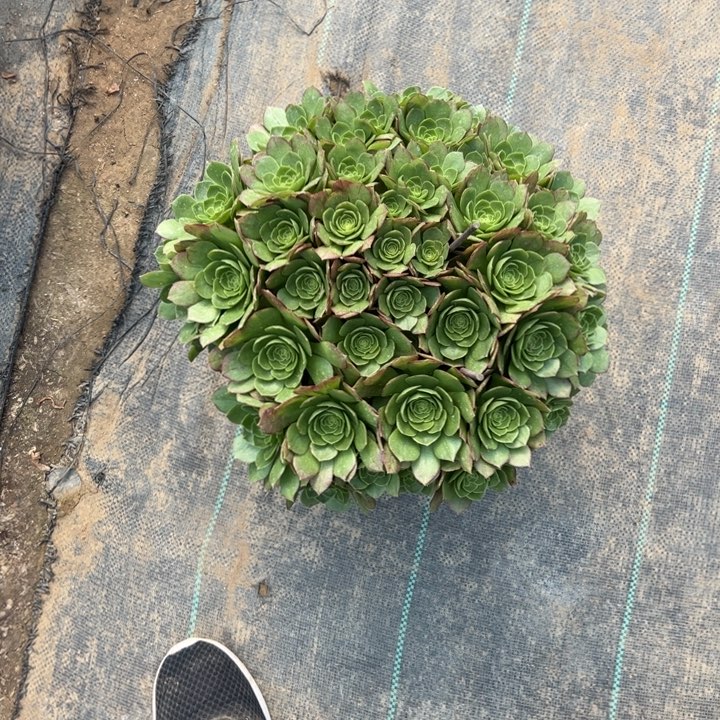 23万圣夜多肉多肉多肉