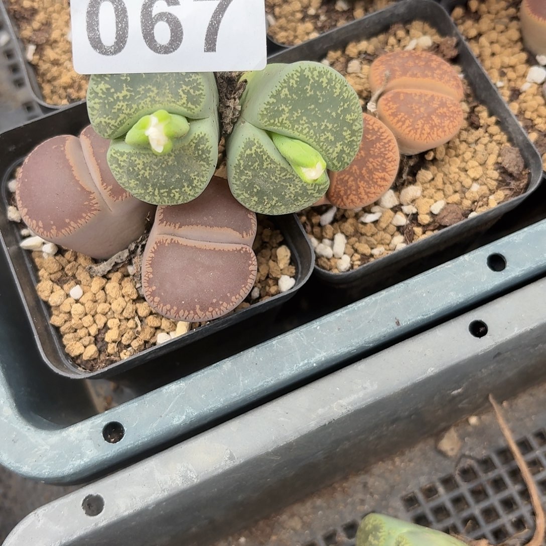 梦***）生石花一物一拍067