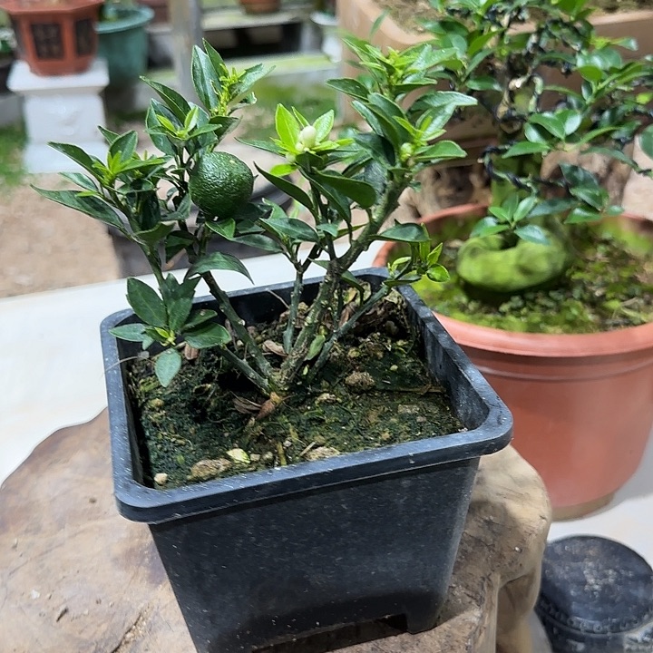 一***，直播间八房柑一物一拍