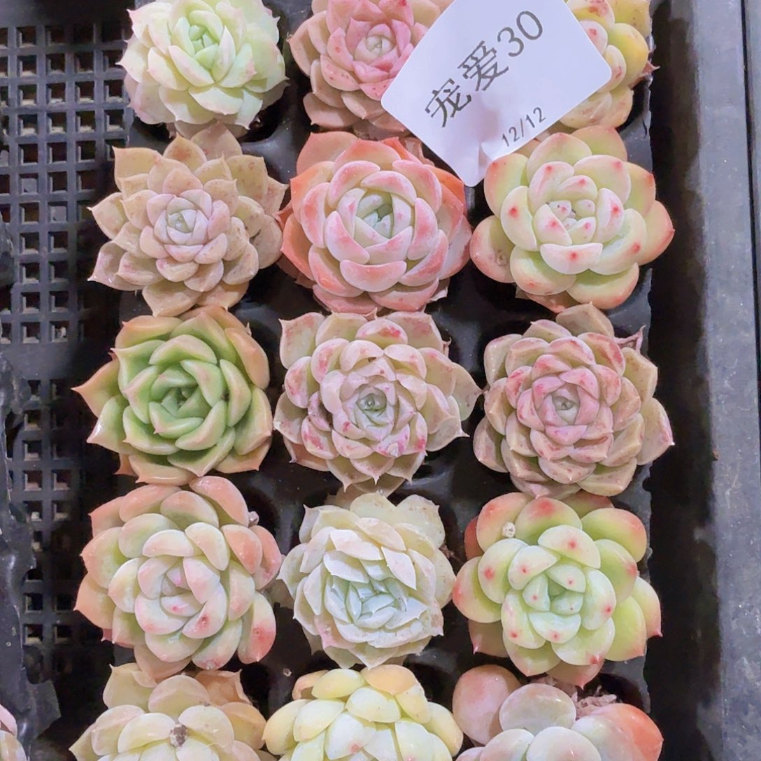 直播福利一物一拍30