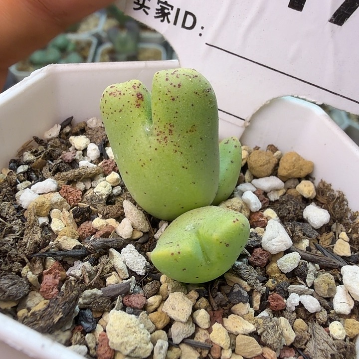 217。满38包邮肉锥