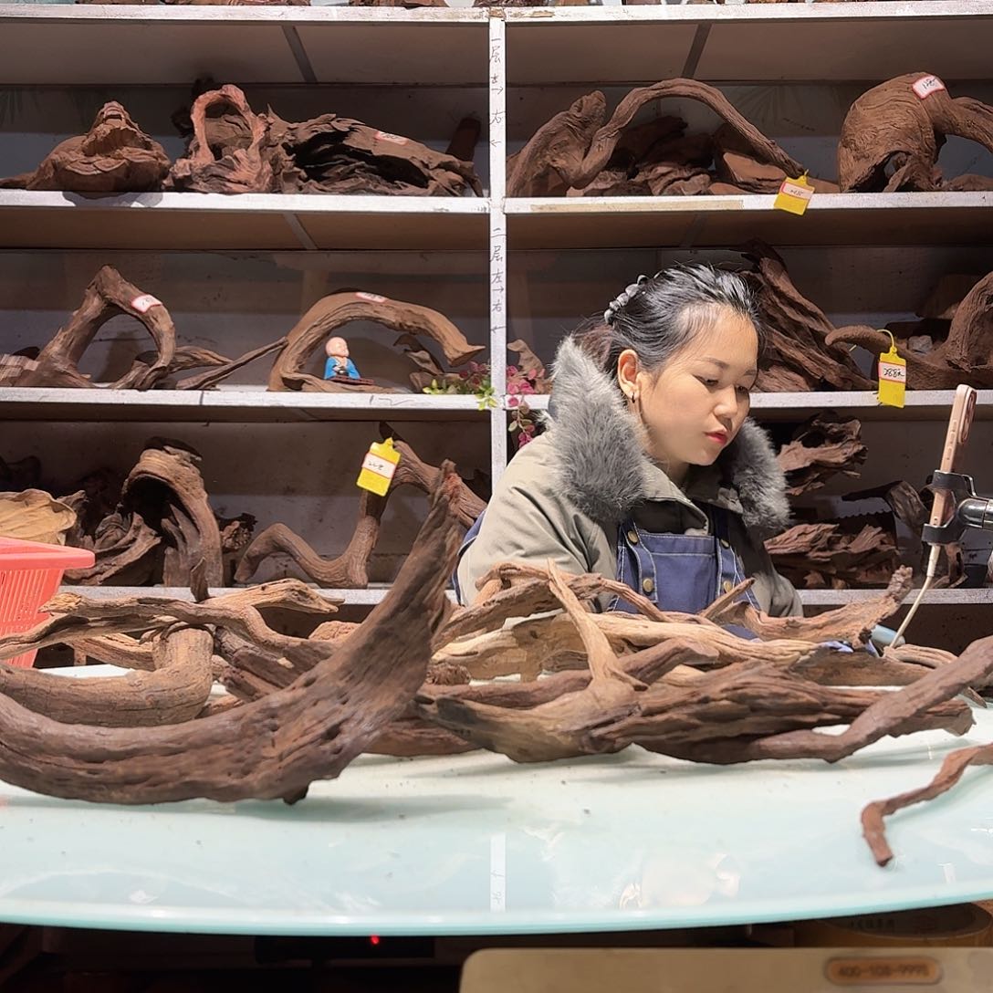 倍褚沉木不包损必褪色布*斯6760紫柚枝条