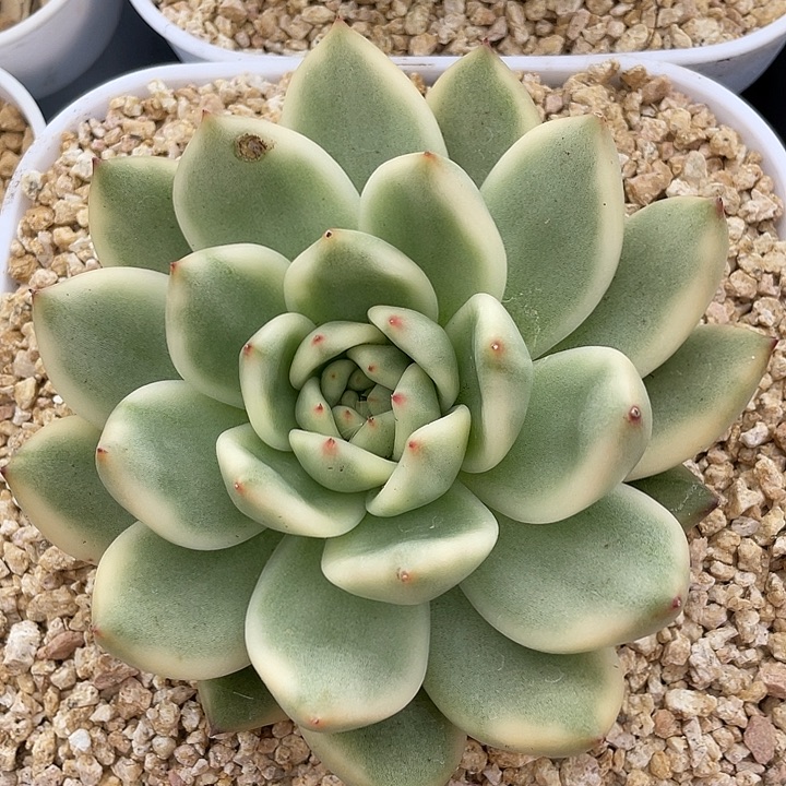 摩根锦。锦龙一物一拍