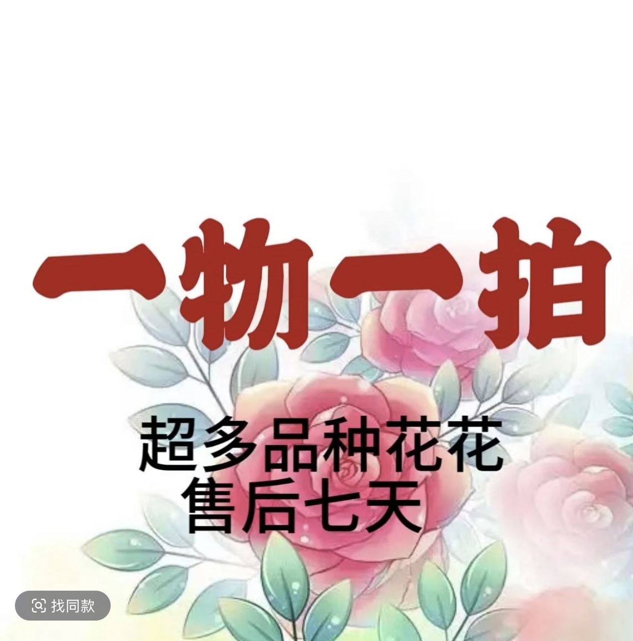 月季盆栽一物一拍月季任选四季勤花盆栽地栽室内室外耐热耐寒好 