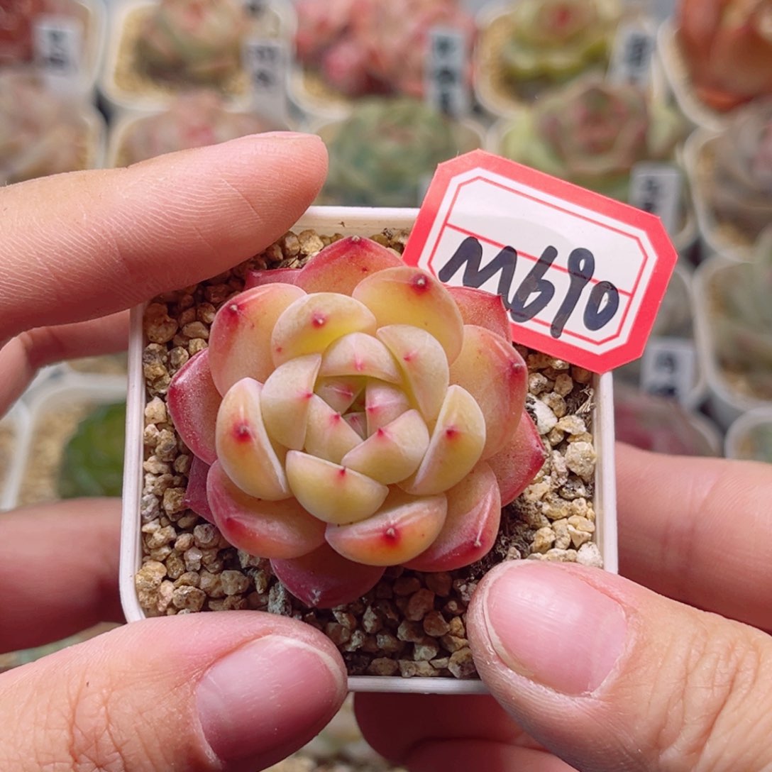 M690一物一拍 花箩