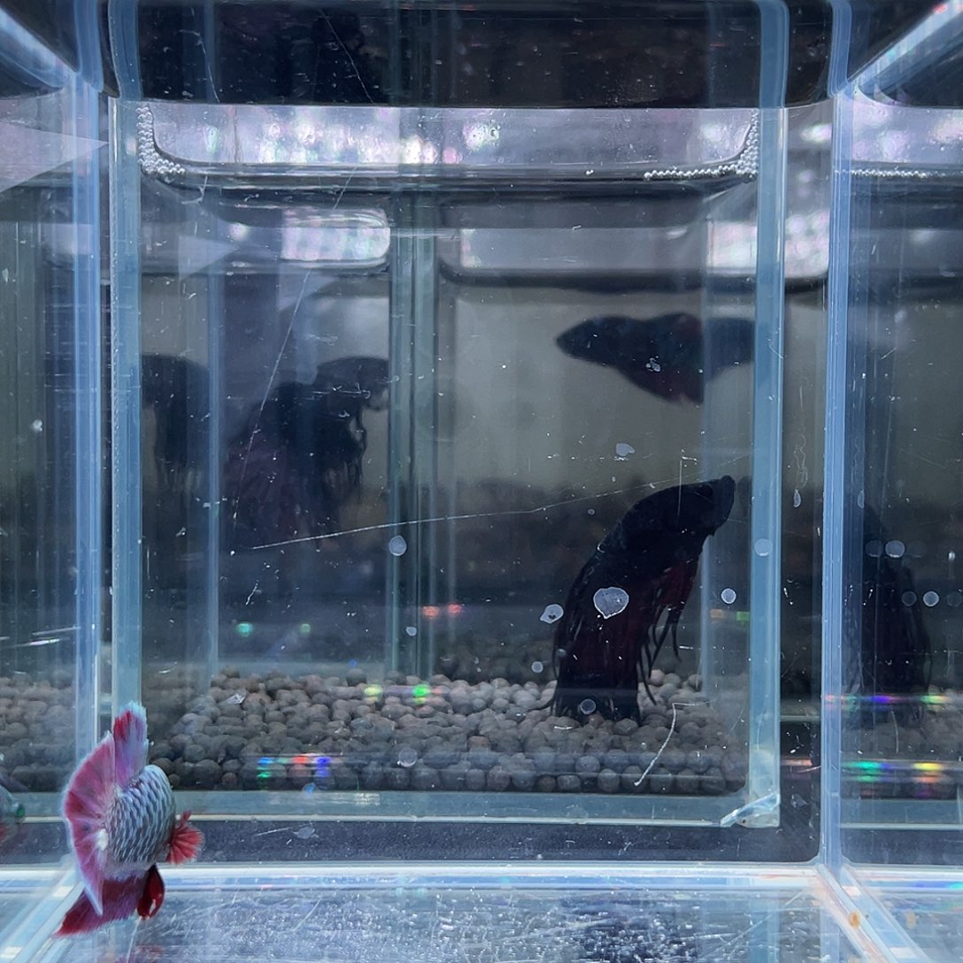 斗鱼830晚22号绿彩