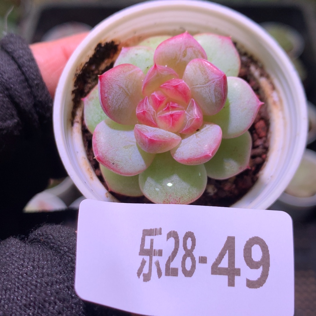 乐然28-49 粉桃小莲团 