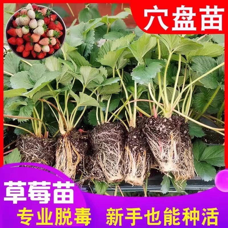 草莓苗原土发货四季奶油红颜章姬宁玉草莓苗带土苗南北方阳台庭院