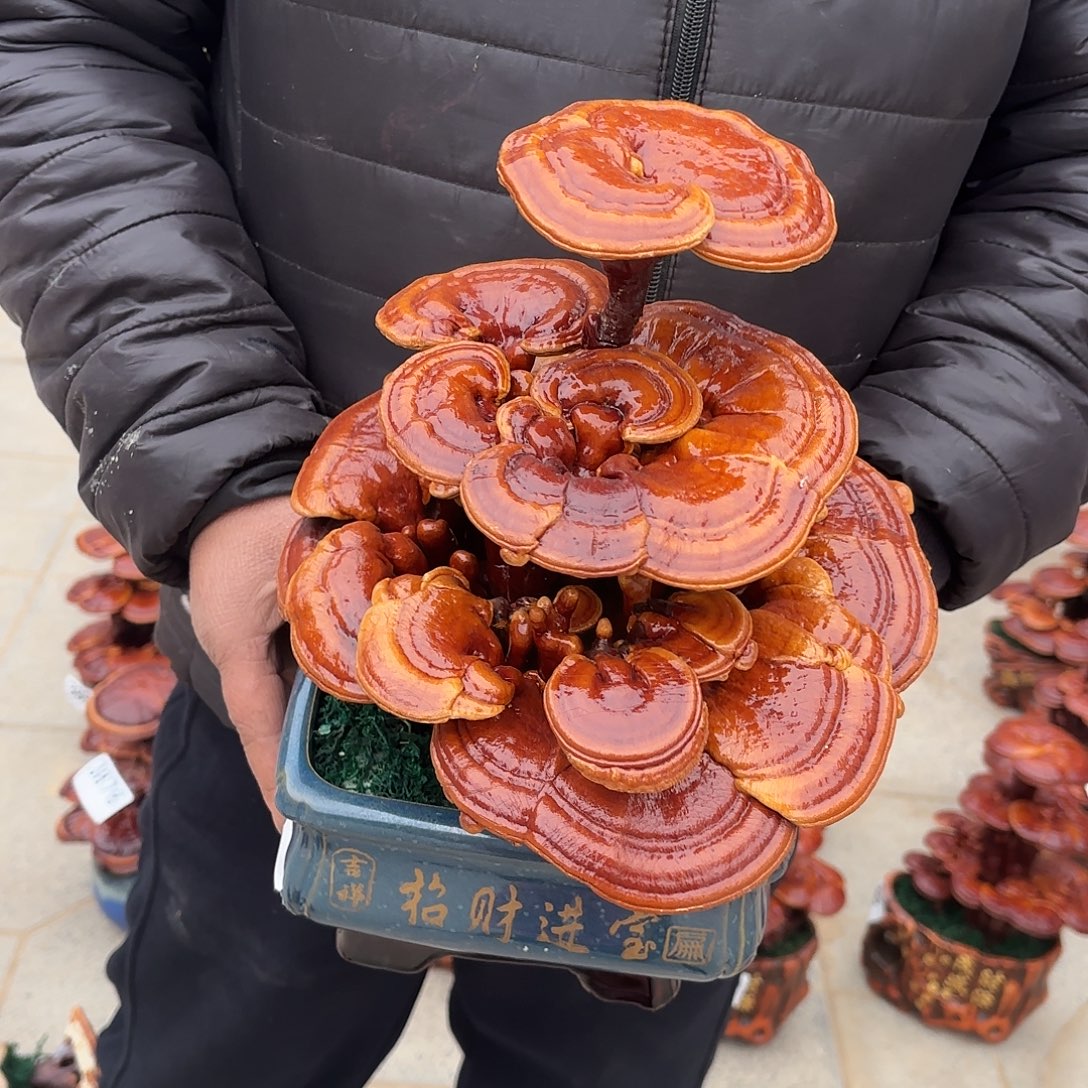 无花朵灵芝12234456677