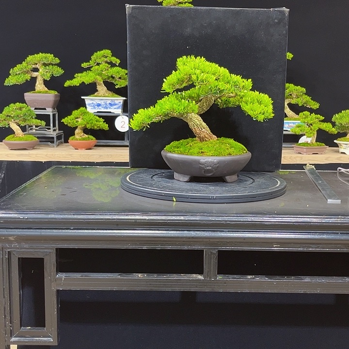 无花朵黄杨盆景四季常绿不落叶