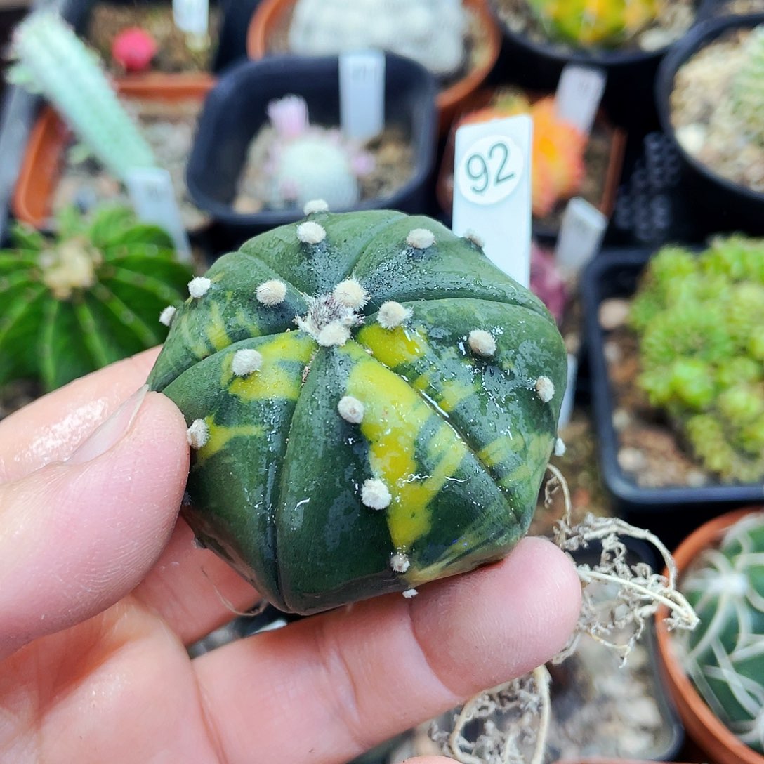 非偏远地区满25包邮仙人球