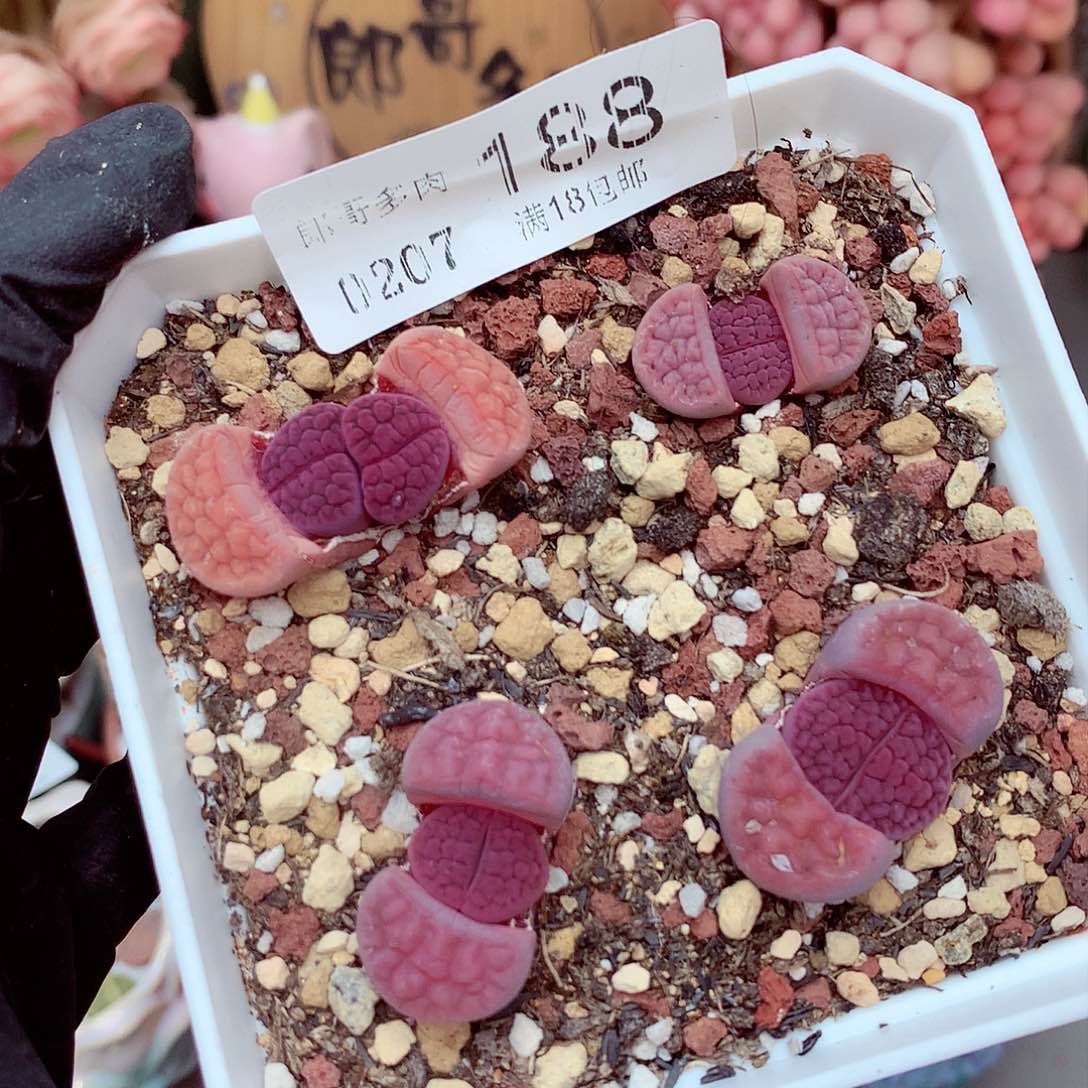 生石花满18包邮7-188