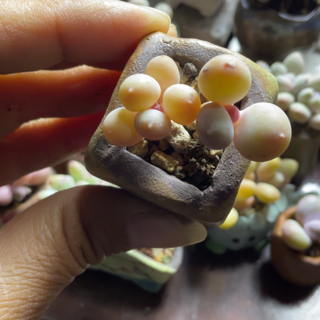 韩国精品彩虹奶酪一体