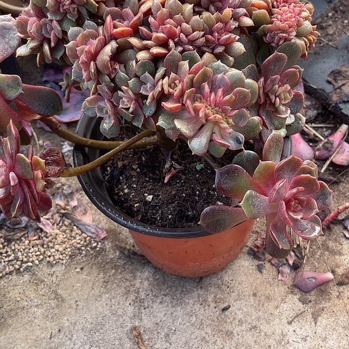 半***凉无花朵多肉植物，一物一拍