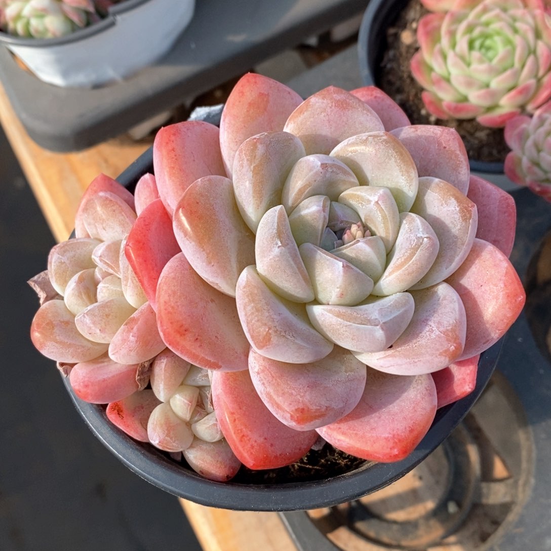 精品多肉一物一拍不包整71