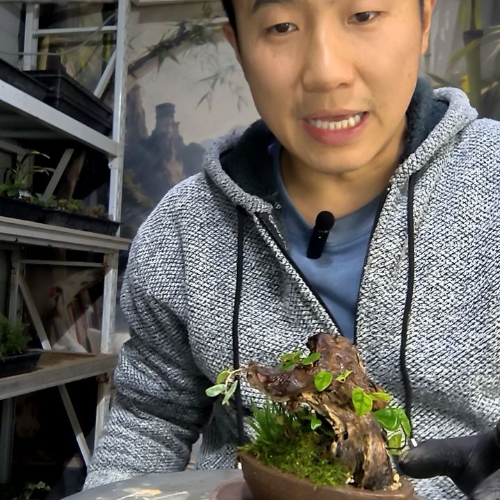 多***家中青园艺一物一拍花438