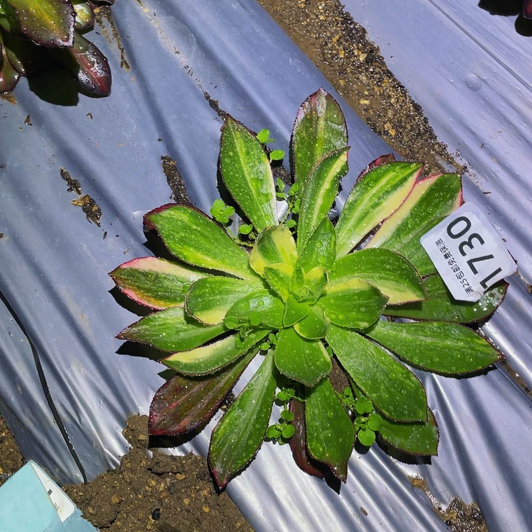 1730魅影七彩多肉植物