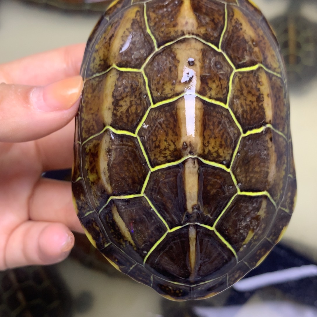 绿毛龟母中华草龟不分公母