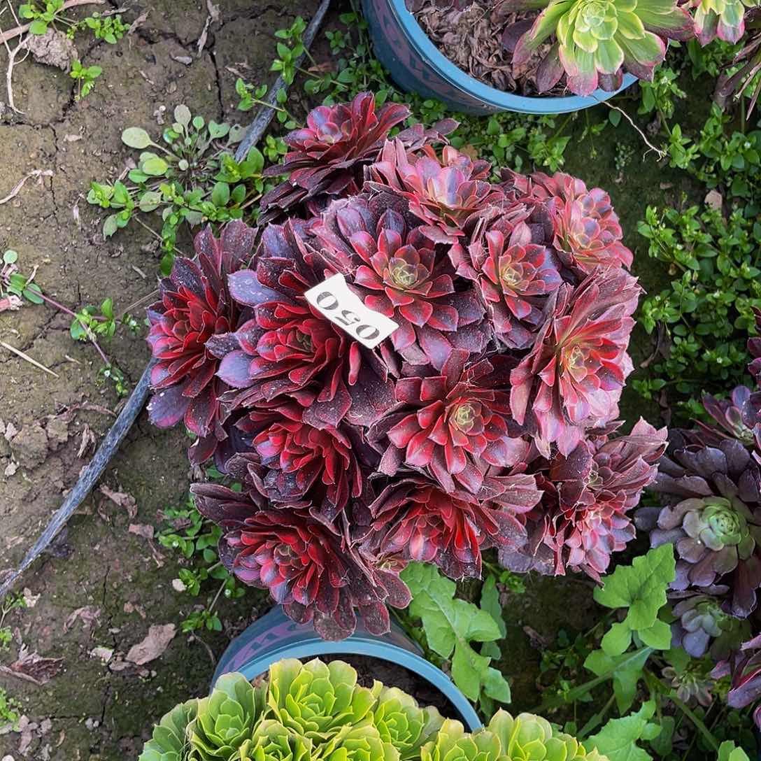 水果糖法师多肉3-2