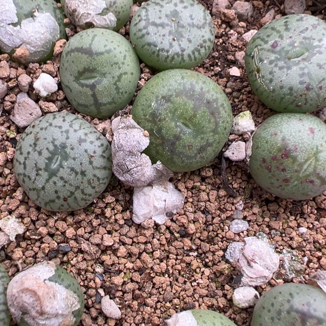 量拍猴脸一颗。多肉植物