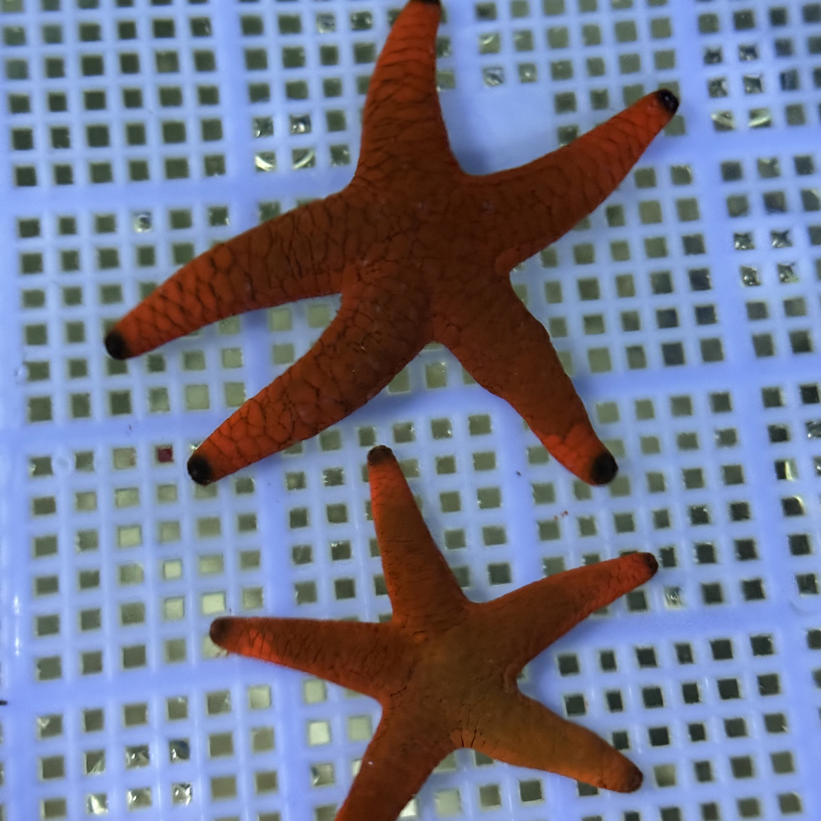红海星手指海星海水鱼观赏鱼爱自然渔场