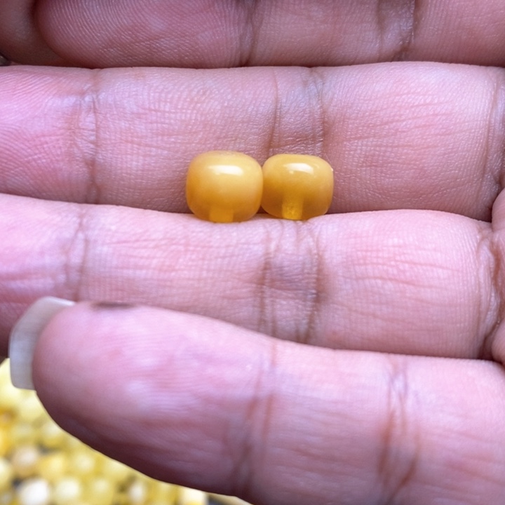 琥珀裸石未镶嵌12号8.3*7.1左右老型2颗