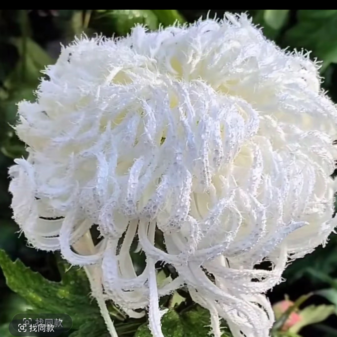 九月大花菊《琼岛三友》菊花大苗 毛茸茸的感觉