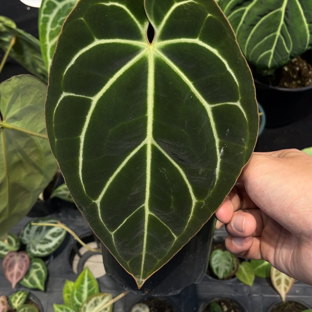 不开花植物贝斯籽播