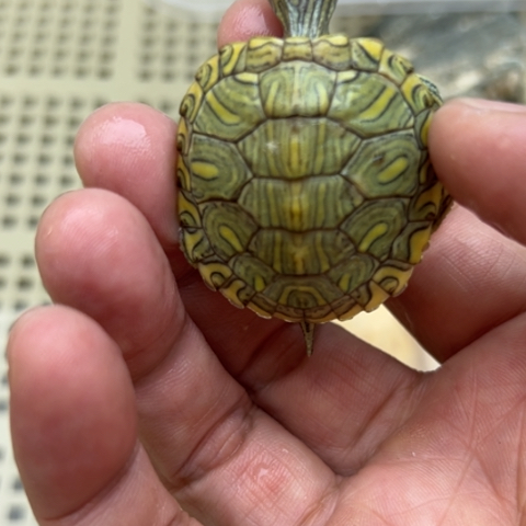 绿毛龟不分公母88888888