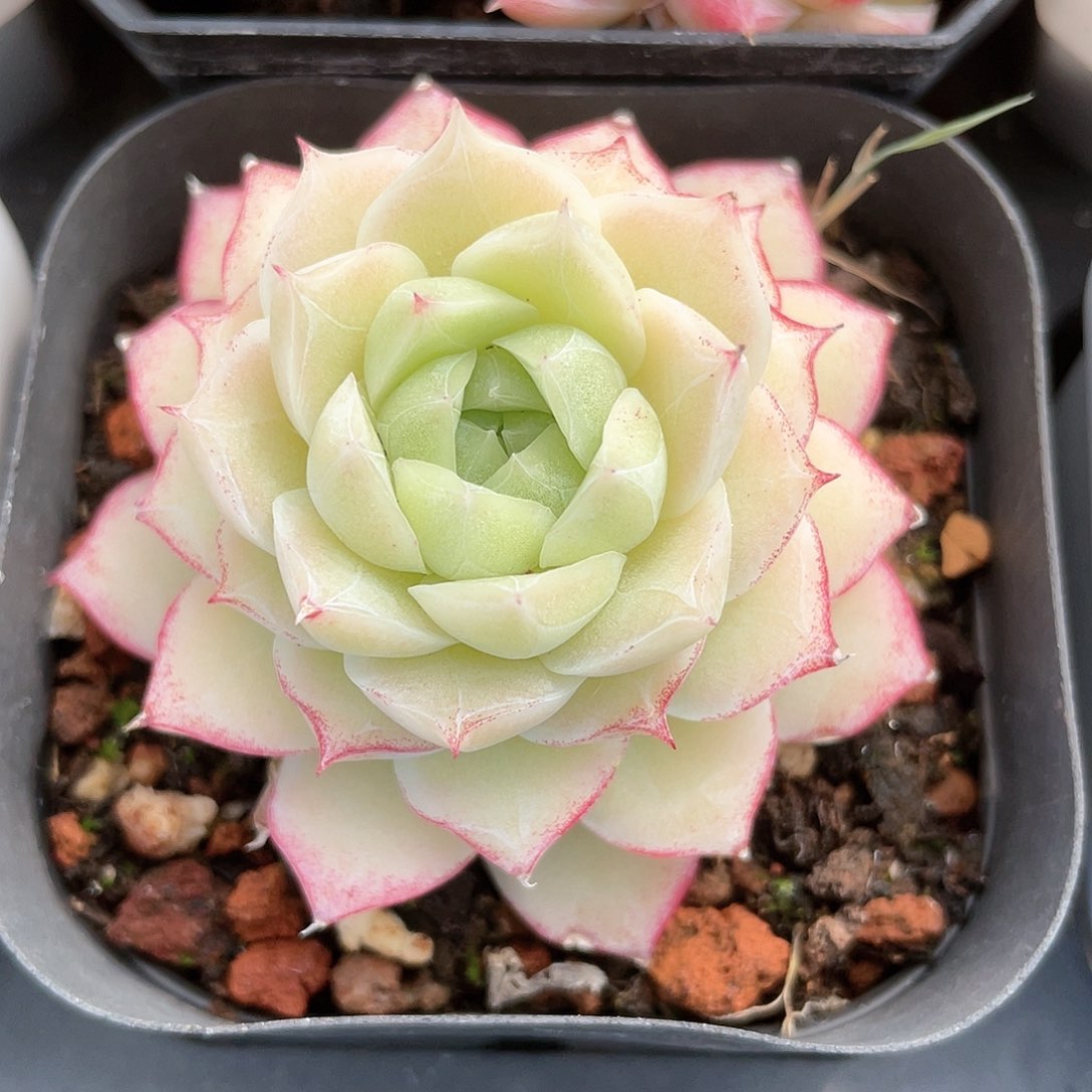 优选玫瑰花女王8869