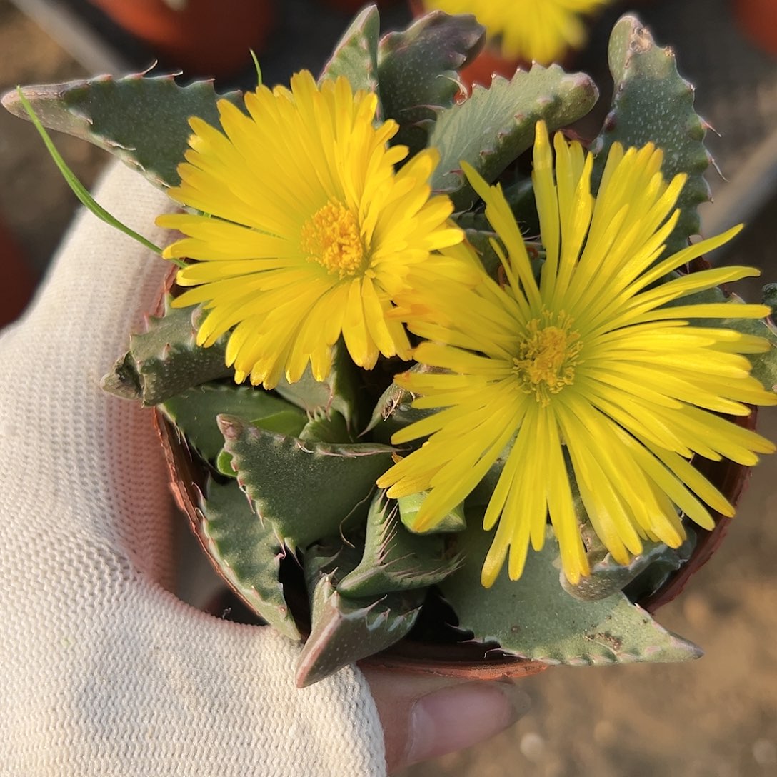 杜呃呃呃呃呃呃呃呃呃呃