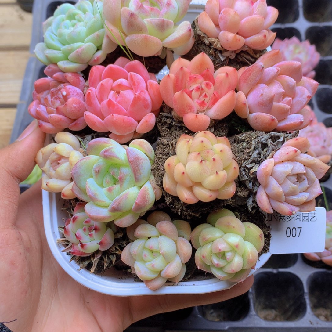 我要去看电影啦啊好喜欢007