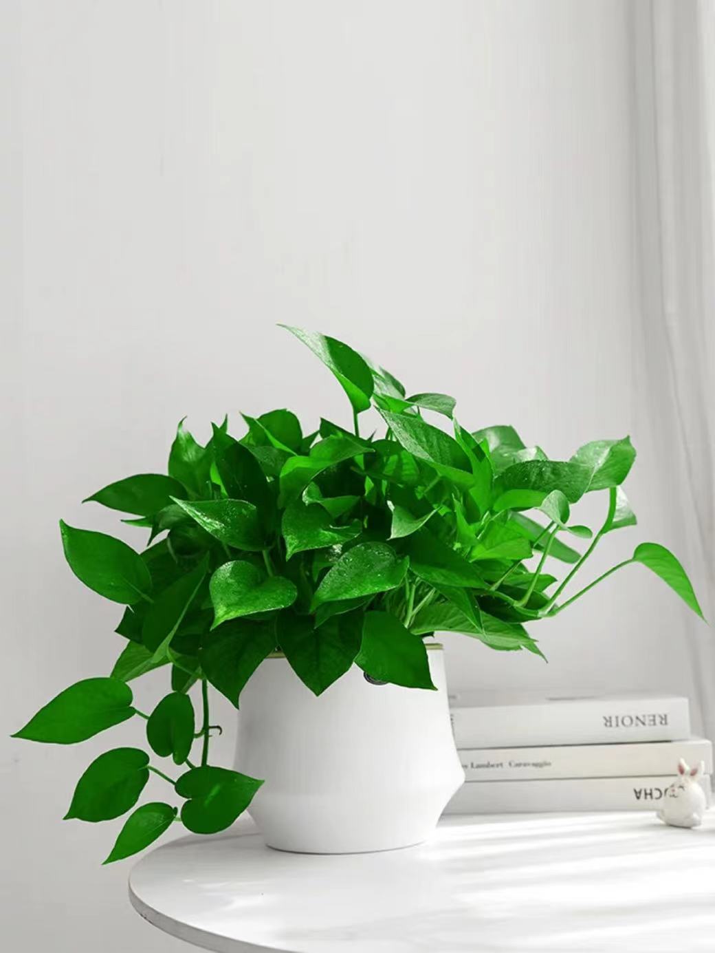 绿萝盆栽室内植物花卉绿植水培长藤垂吊大叶绿箩新房家用吸除甲醛